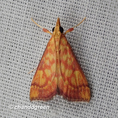 Pyrausta ignealis
