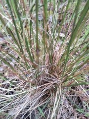 Rytidosperma