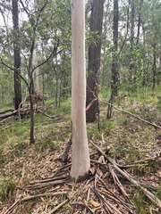 Angophora leiocarpa