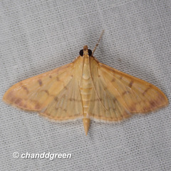 Herpetogramma basalis