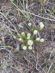 Dischisma ciliatum