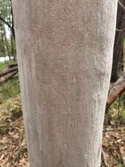Angophora leiocarpa