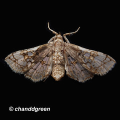 Omphisa anastomosalis