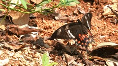 Papilio polytes romulus