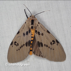 Amsactoides guangxica