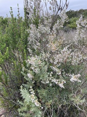 Eriocephalus