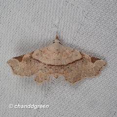 Prolophota trigonifera