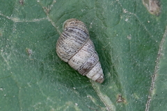 Cochlicella barbara