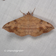 Anticarsia irrorata