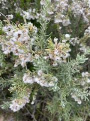 Eriocephalus