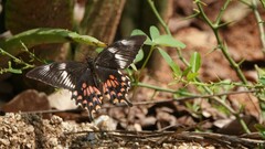 Papilio polytes romulus
