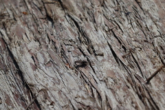 Lasiopogon