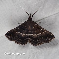 Adrapsa mediana