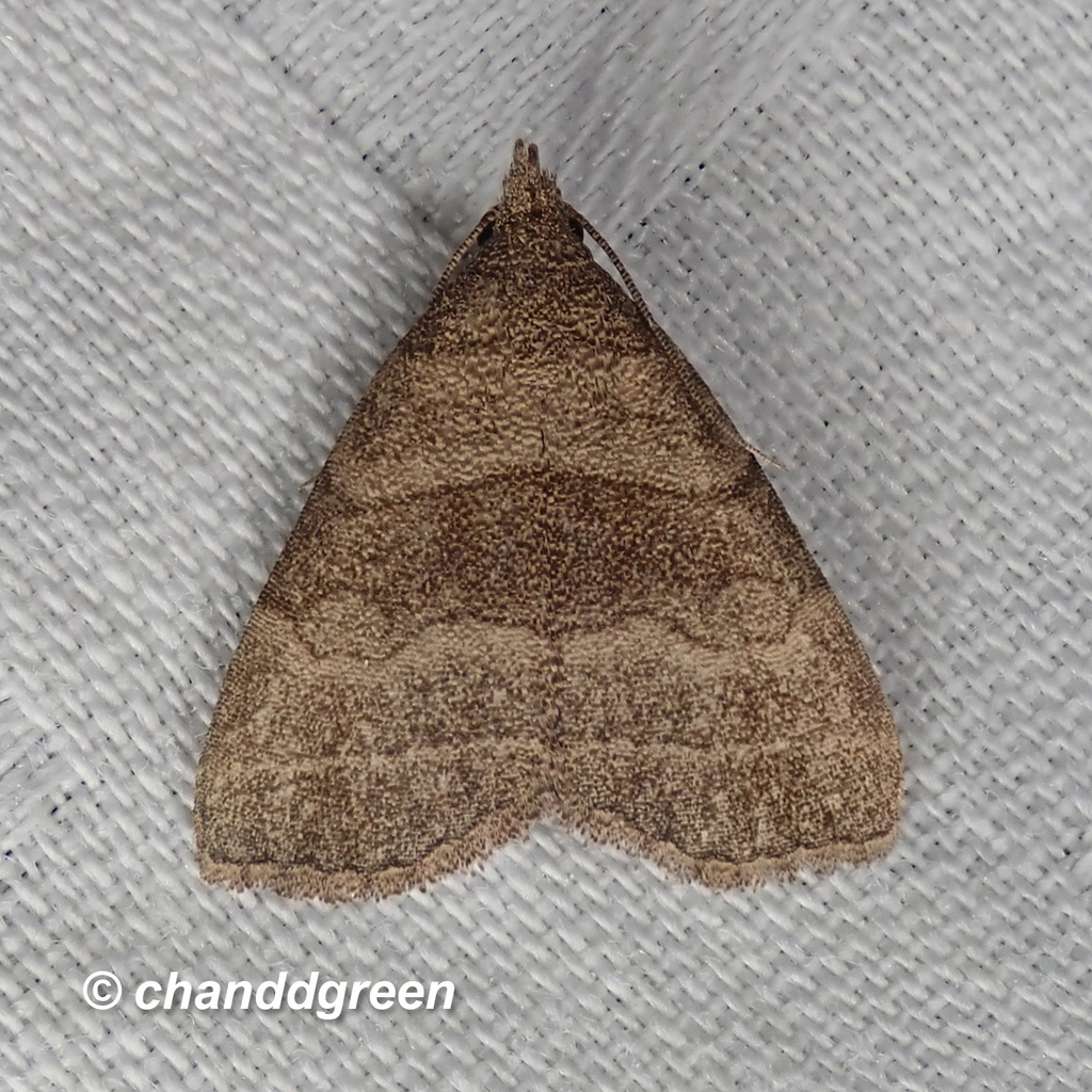 Herminia annulata