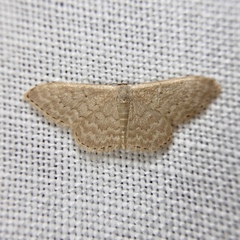 Idaea eretmopus