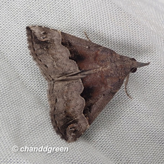 Hypena jocosalis