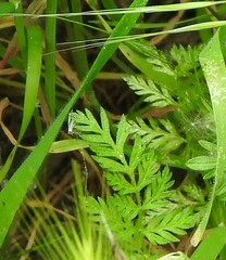 Torilis nodosa