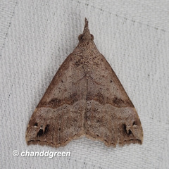 Hypena jocosalis