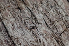 Lasiopogon
