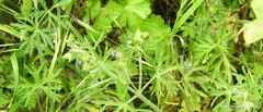 Geranium dissectum