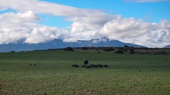 Struthio camelus australis