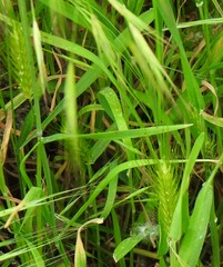Hordeum murinum leporinum