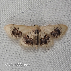 Idaea macrospila