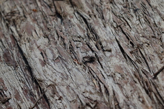 Lasiopogon