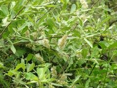 Salix salviifolia