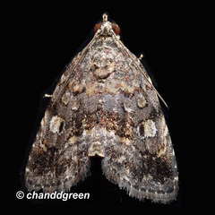 Protodeltote distinguenda