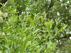Salix salviifolia