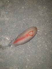 Triboniophorus graeffei