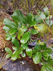 Brachyglottis buchananii
