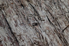 Lasiopogon