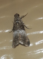 Pococera asperatella