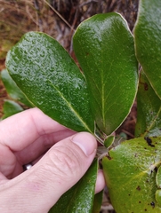 Brachyglottis buchananii