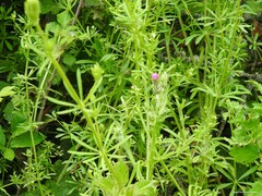 Carduus pycnocephalus