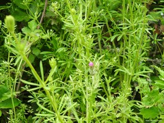 Carduus pycnocephalus