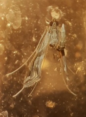 Lineodes integra