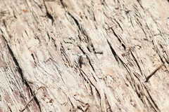 Lasiopogon