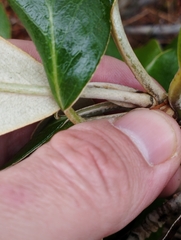 Brachyglottis buchananii