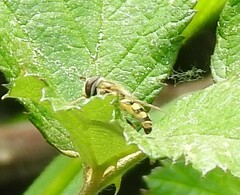 Eupeodes corollae