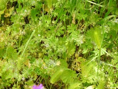 Geranium molle