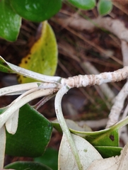 Brachyglottis buchananii