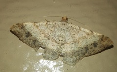 Frederickia nigricomma