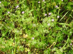 Geranium molle
