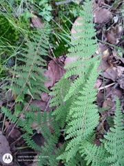 Myriopteris myriophylla