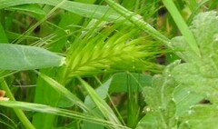Hordeum murinum leporinum