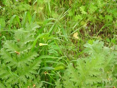 Hordeum murinum leporinum