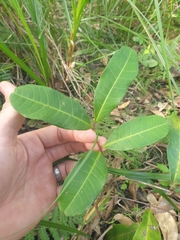 Cupaniopsis anacardioides
